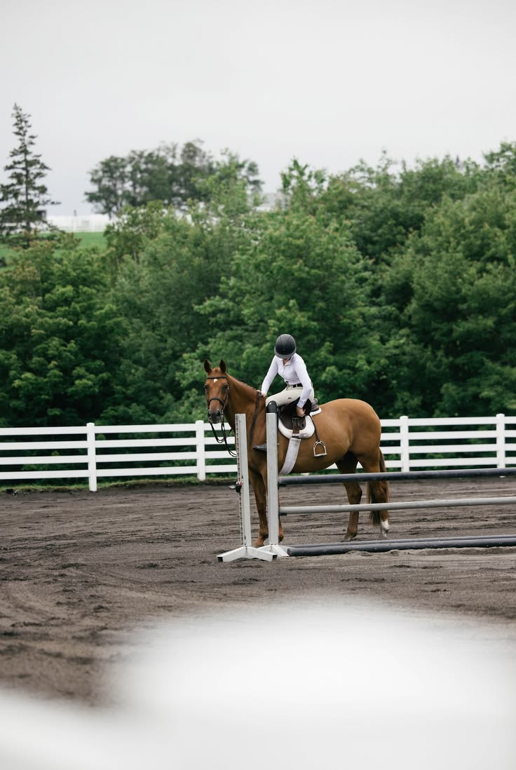Little Equestrian Collection