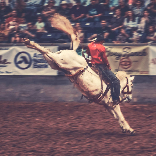 The Bucking Mustang Needlepoint Canvas Bundle